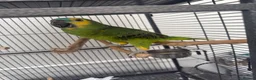 Parrots birds for sale: Blue fronted Amazon - Advert 4