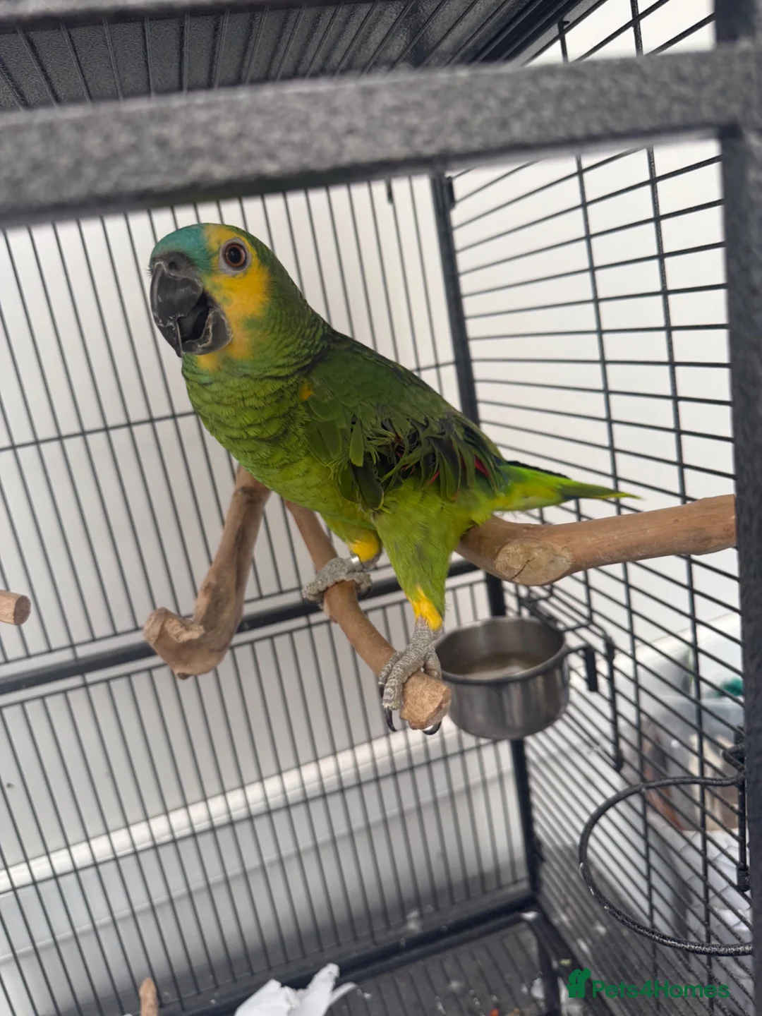 Parrots birds for sale: Blue fronted Amazon - Advert 4