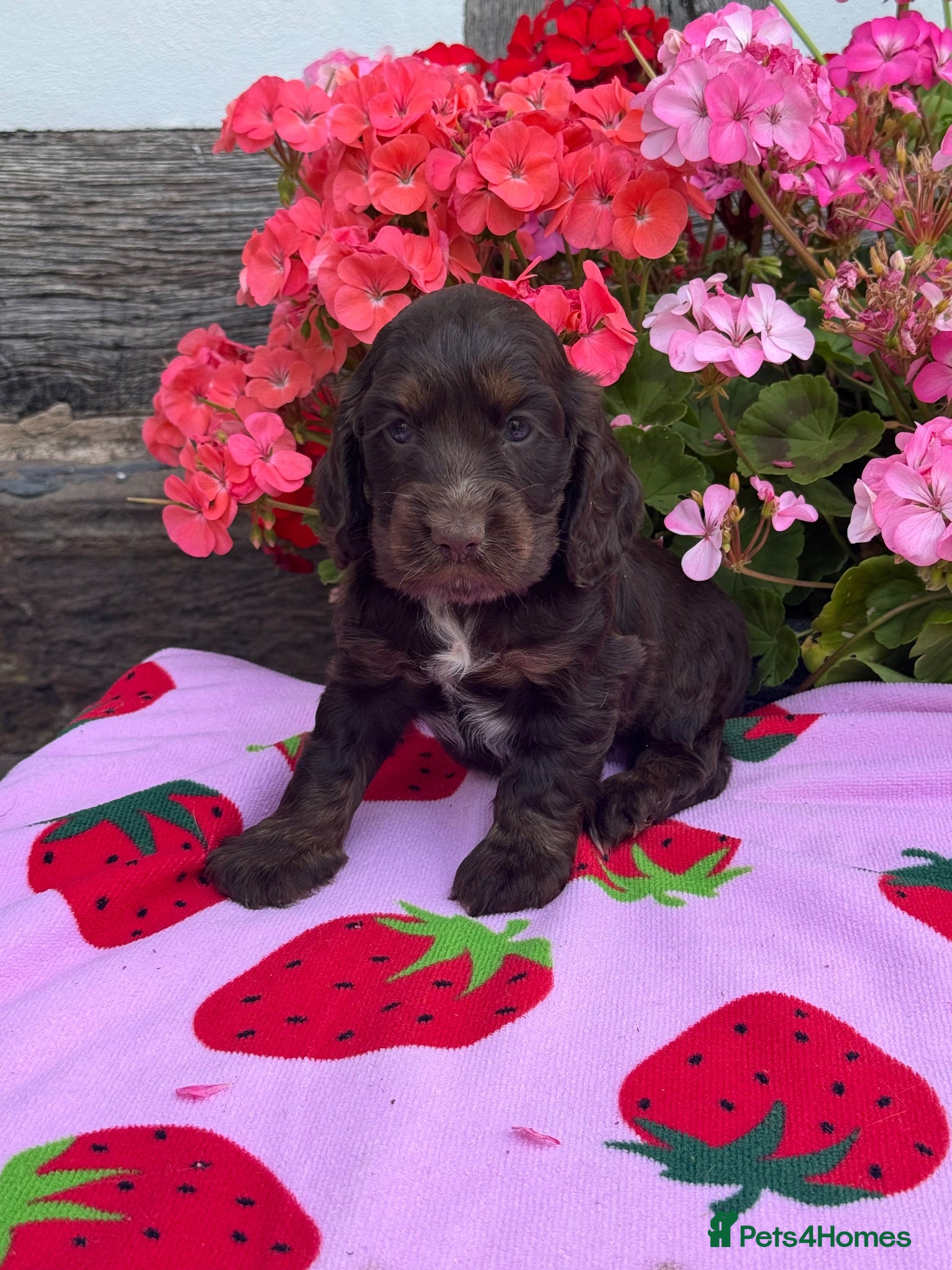 Cocker Spaniel dogs 4 kc reg show cocker spaniel puppies - Advert 2