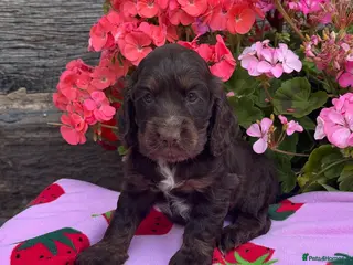Cocker Spaniel dogs 4 kc reg show cocker spaniel puppies - Advert 2