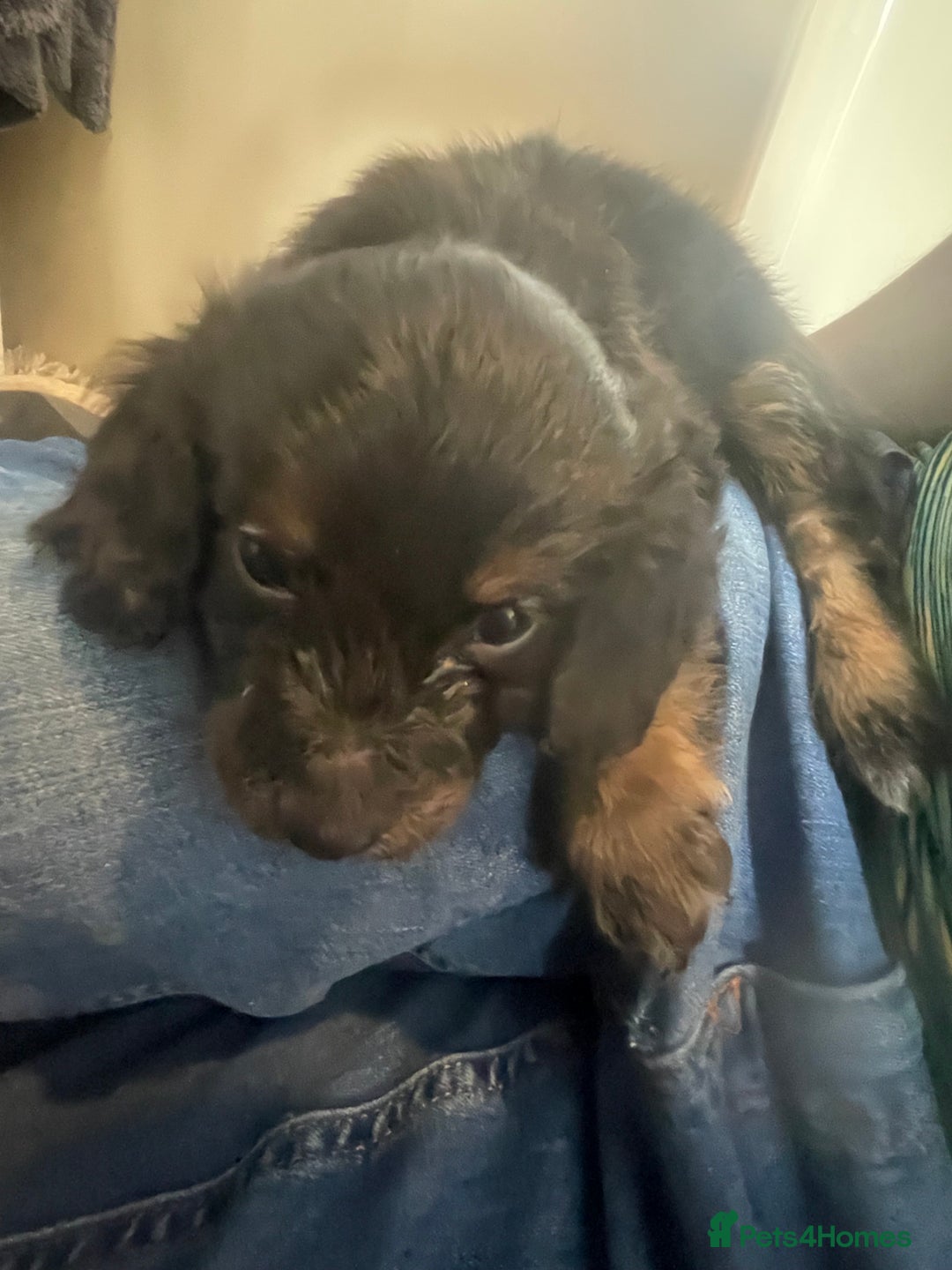Cockapoo dogs for sale: F1 cockapoo - Image 11