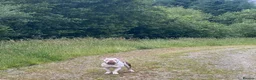 Mixed Breed dogs for sale: Family Raised Bulldog x Boxer Puppies Ready :))) in Bideford - Advert 34