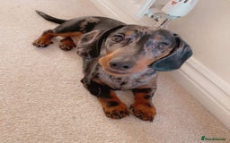 Miniature Dachshund dogs for stud: PROVEN-KC STUD minature smooth haired dachshund in Catterick Garrison - Image 4