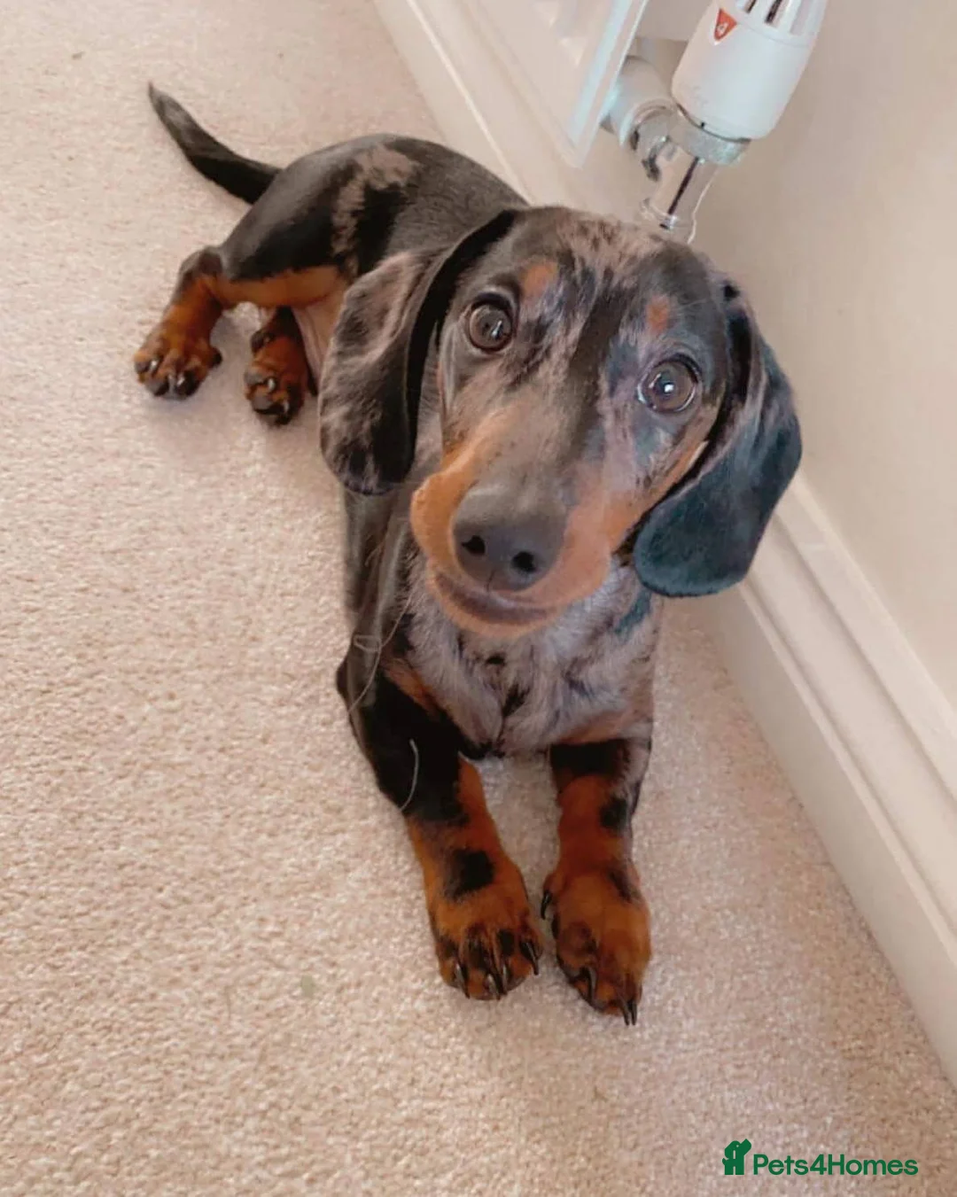 Miniature Dachshund dogs for stud: PROVEN-KC STUD minature smooth haired dachshund - Advert 2