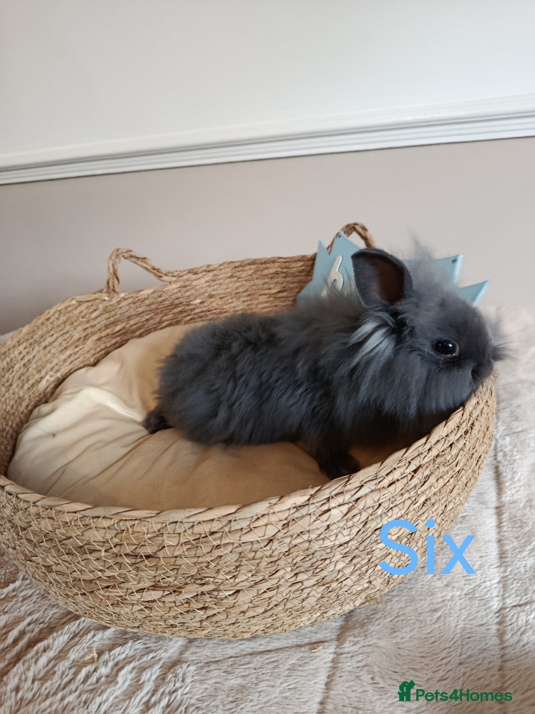 Mini Lop rabbits for sale: Fantastic mini lop babies forsale  - Image 20