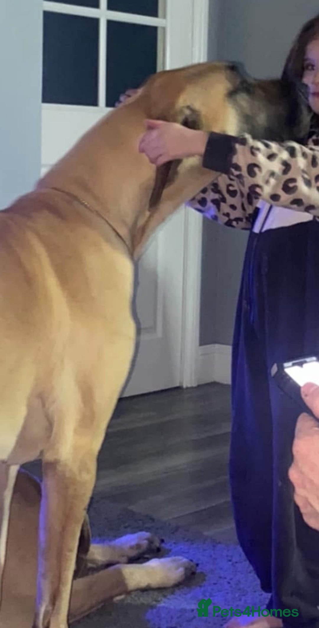 Great Dane dogs for sale: KC Reg Great Dane Female  - Image 12