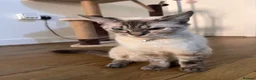 Mixed Breed cats for sale: Shayla , mixed breed adult female cat  - Advert 3