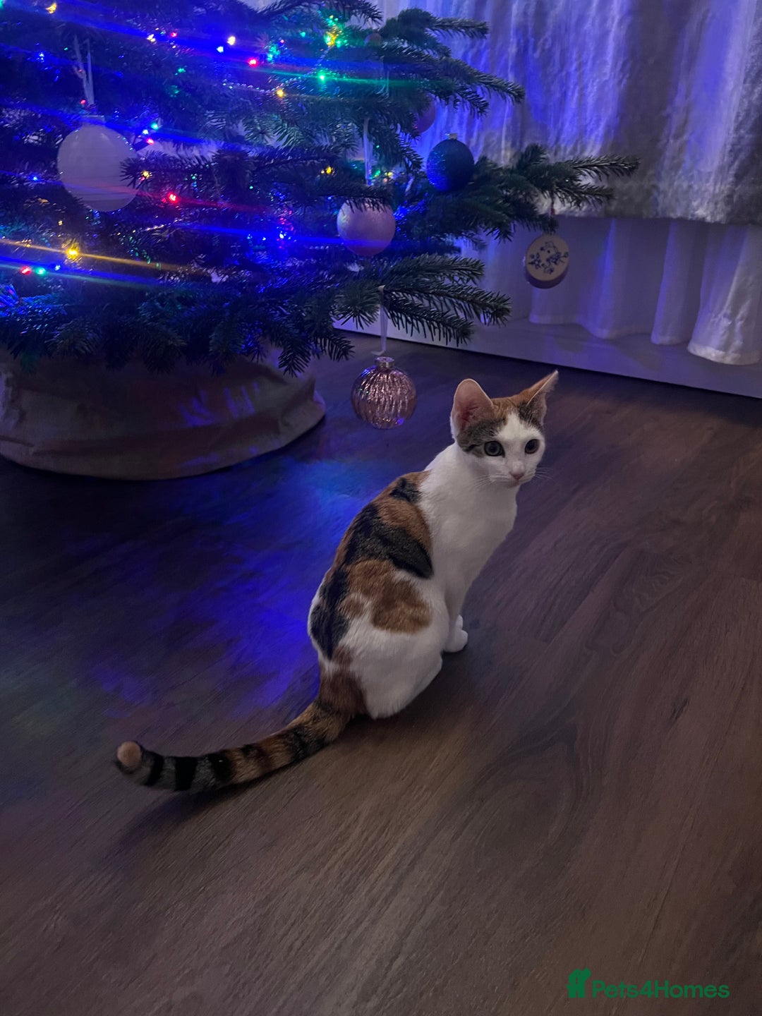 Mixed Breed cats for sale: Cute mixed Bengal kittens  - Advert 3