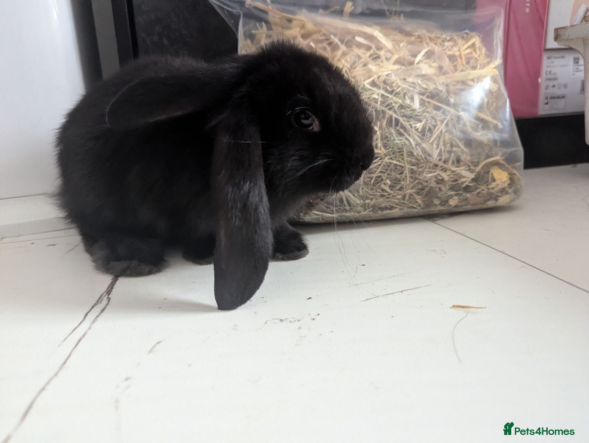 French Lop rabbits 5 Baby French lops - Advert 3