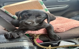 Labrador Retriever dogs for sale: ⭐️READY TO GO NOW⭐️KC Reg Labrador Puppies  - Image 22