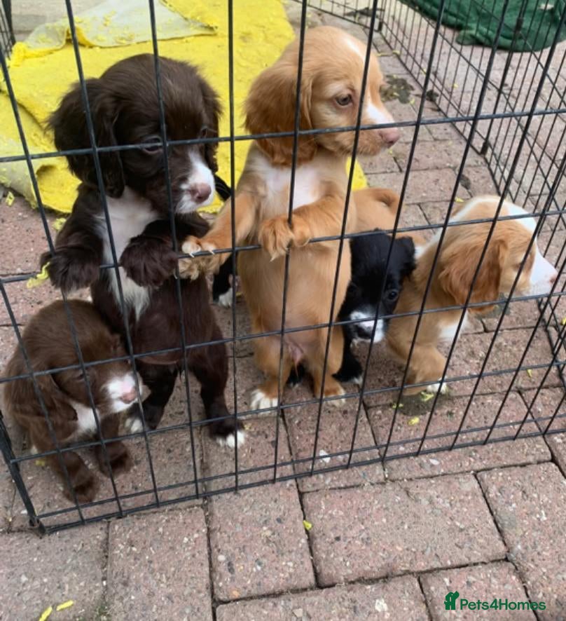 Cocker Spaniel dogs Adorable cocker spaniel puppies for sale  - Advert 7