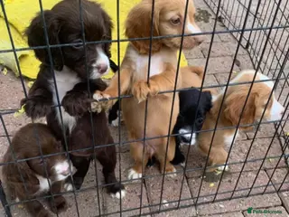 Cocker Spaniel dogs Adorable cocker spaniel puppies for sale - Advert 7