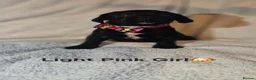Springador dogs for sale: 🌟 8 Stunning Springador Puppies 🌟 in Stranraer - Advert 8