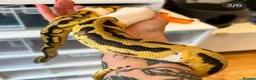 Python Snake reptiles for sale: VERY FRIENDLY Pastel Pied-bright yellow - Advert 2