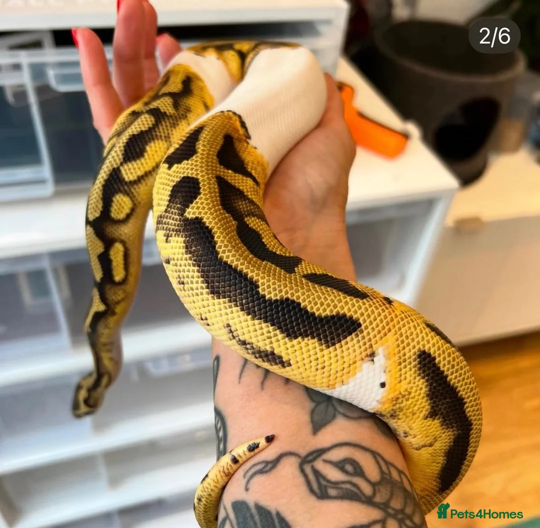 Python Snake reptiles for sale: VERY FRIENDLY Pastel Pied-bright yellow - Advert 2