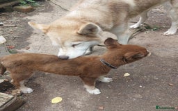 Mixed Breed dogs for sale: Husky Labrador cross puppies  - Image 4
