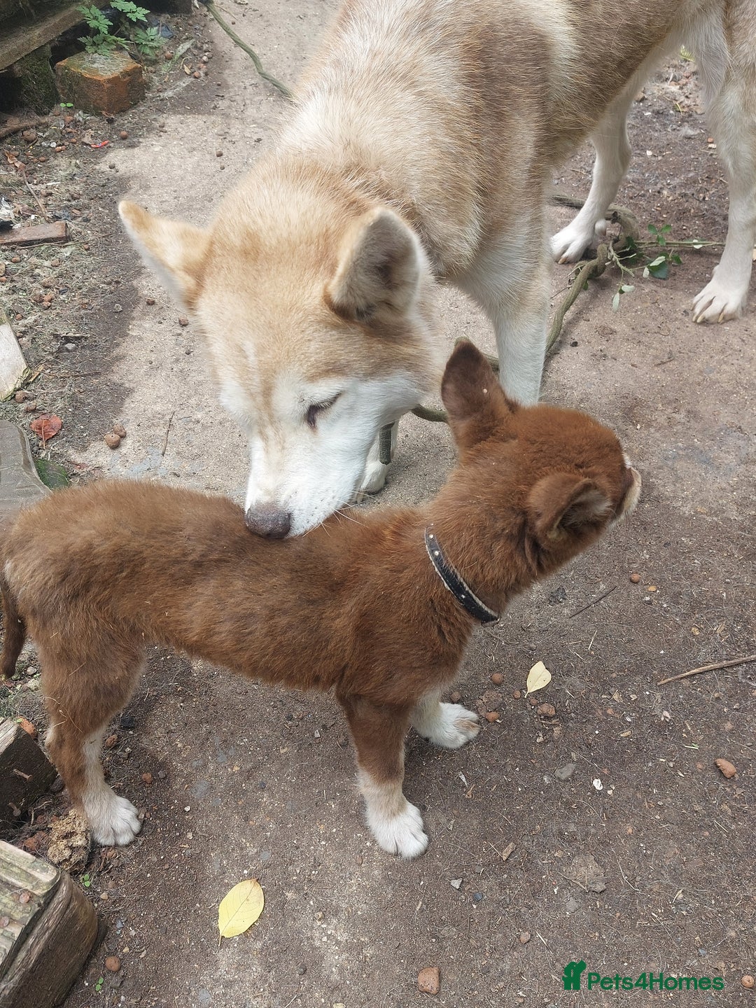 Mixed Breed dogs for sale: Husky Labrador cross puppies  - Image 4