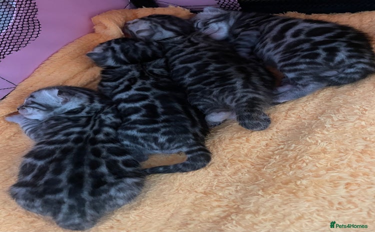 Bengal cats - Advert 3