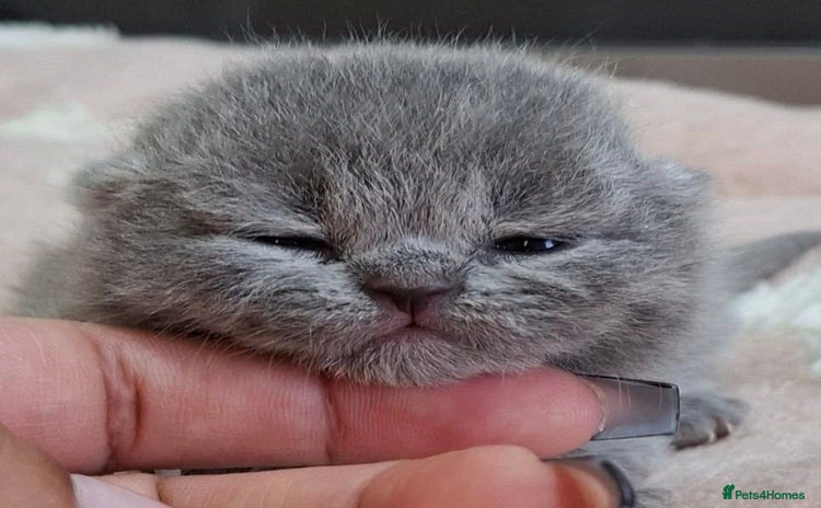 British Shorthair cats - Advert 11