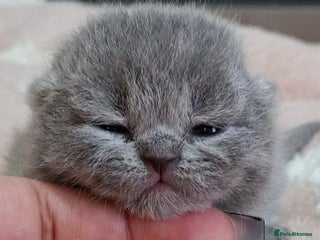 British Shorthair cats 🩷 Champion GGCF British shorthair kittens 💙 - Advert 8