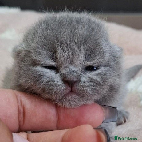 British Shorthair cats - Advert 11