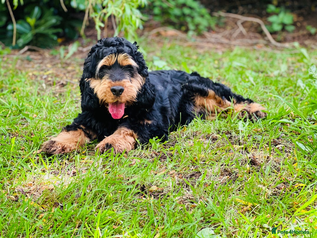 Cocker Spaniel dogs for stud: 100% SHOW TYPE, KC REGISTERED, 100% SUCCESS RATE in Crewe - Image 2