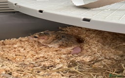 Gerbil rodents for sale: Duprasi (Fat Tailed) Gerbil - Rehome - Image 4
