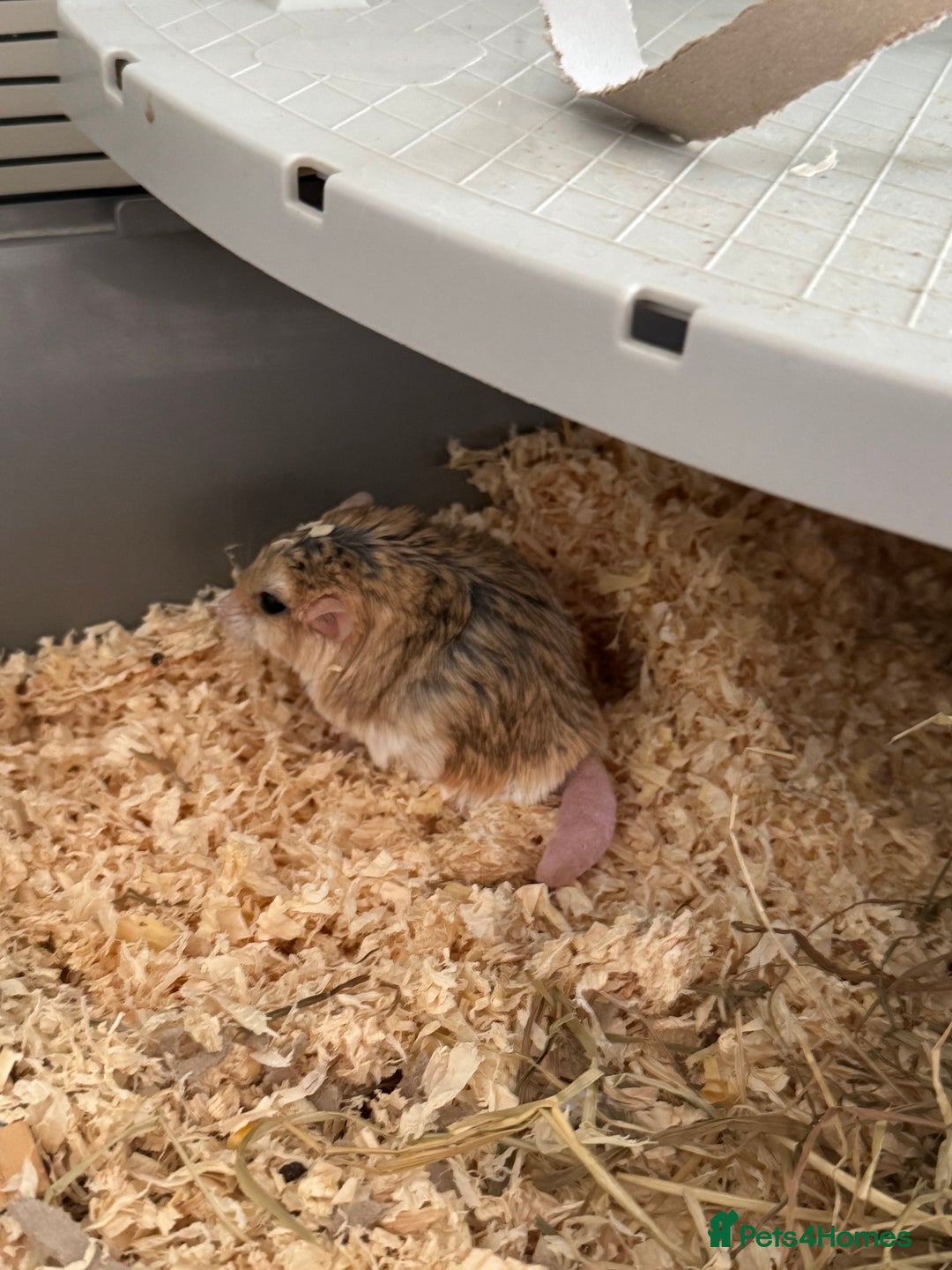 Gerbil rodents for sale: Duprasi (Fat Tailed) Gerbil - Rehome - Image 4