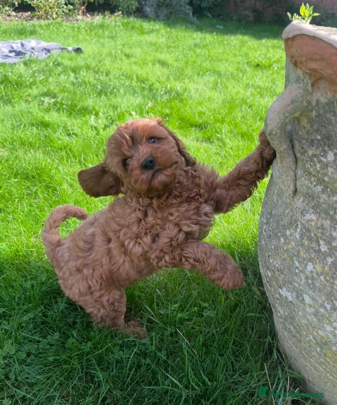 Cavapoo dogs Adorable F1 Cavapoo Puppies  - Advert 1