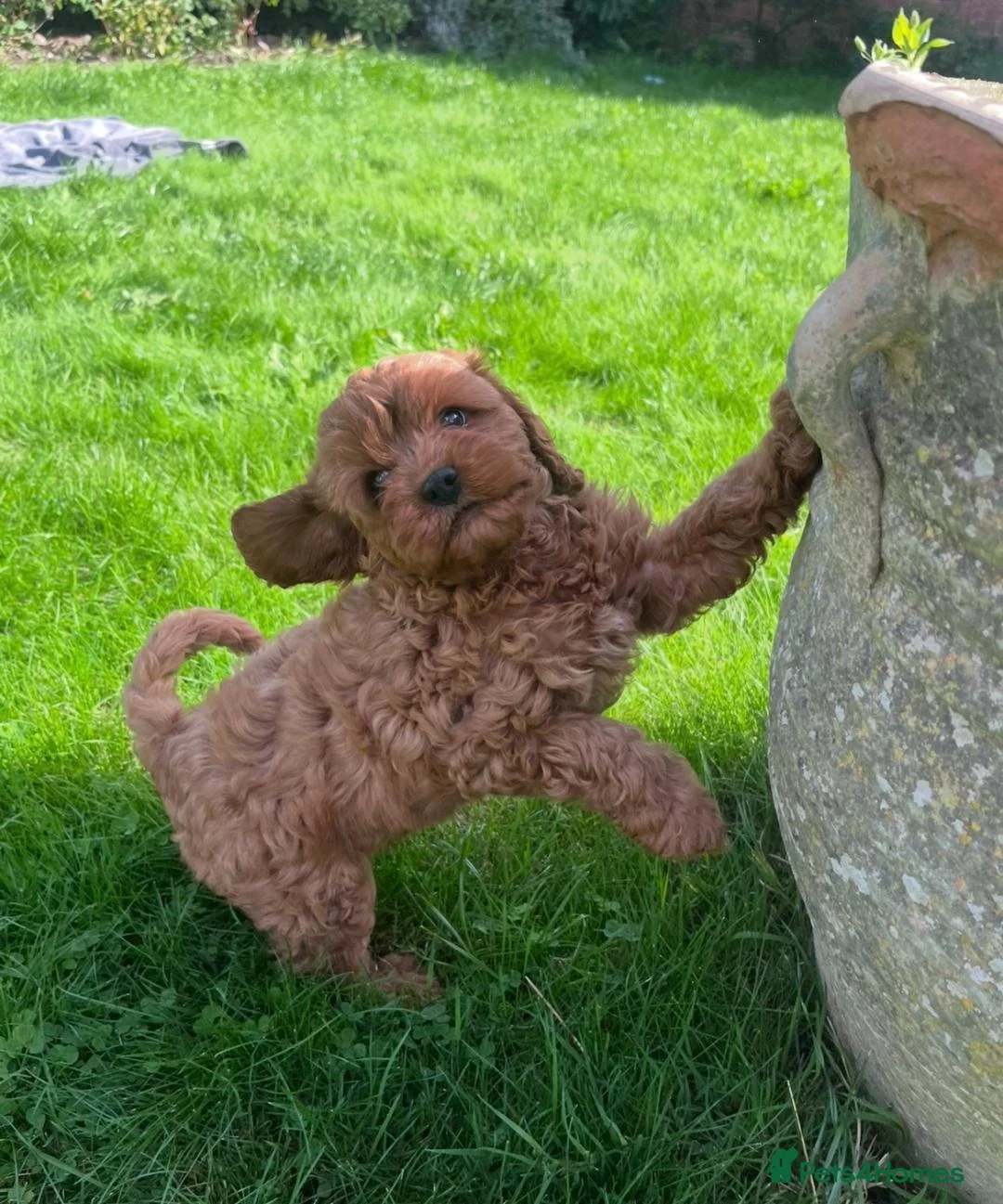 Cavapoo dogs for sale: Adorable F1 Cavapoo Puppies  in Uttoxeter - Advert 1