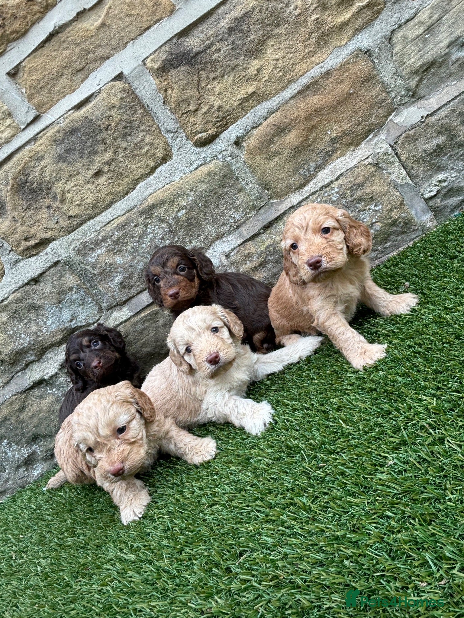 Cockapoo dogs Beautiful Cockapoo puppies  - Advert 1