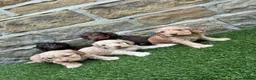 Cockapoo dogs for sale: Beautiful Cockapoo puppies  - Advert 1