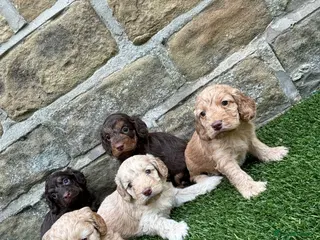 Cockapoo dogs Beautiful Cockapoo puppies - Advert 13