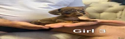 Miniature Dachshund dogs for sale: Miniature Dachshund - Advert 9