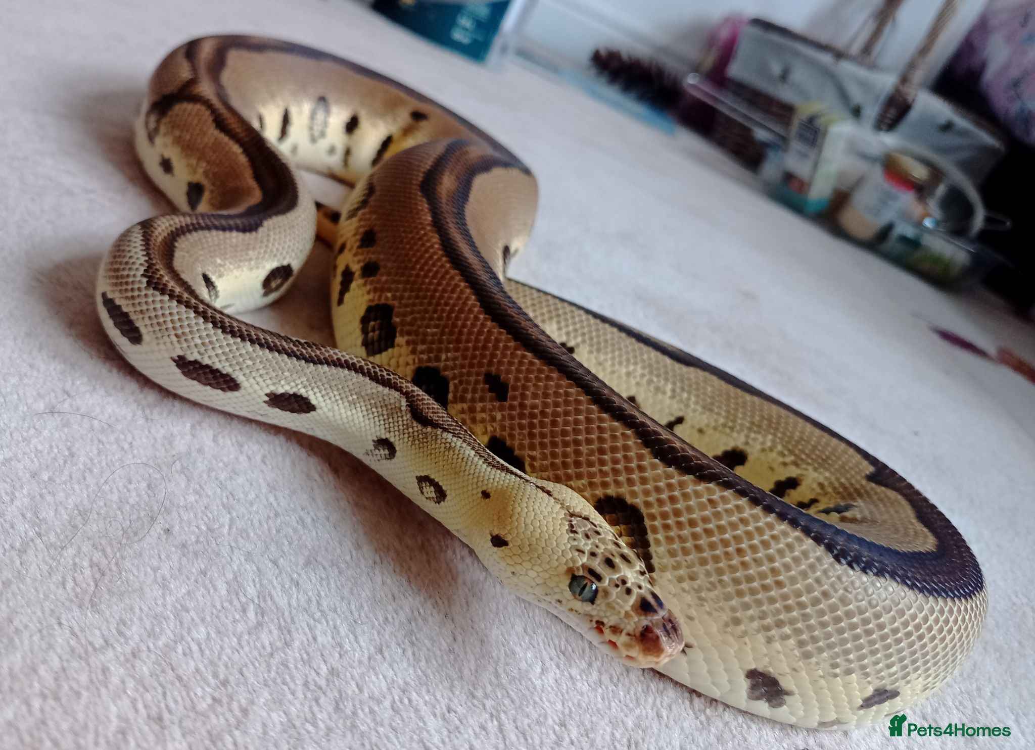Python Snake reptiles (F) Clown Leopard, blade pastel Python Regius - Advert 11