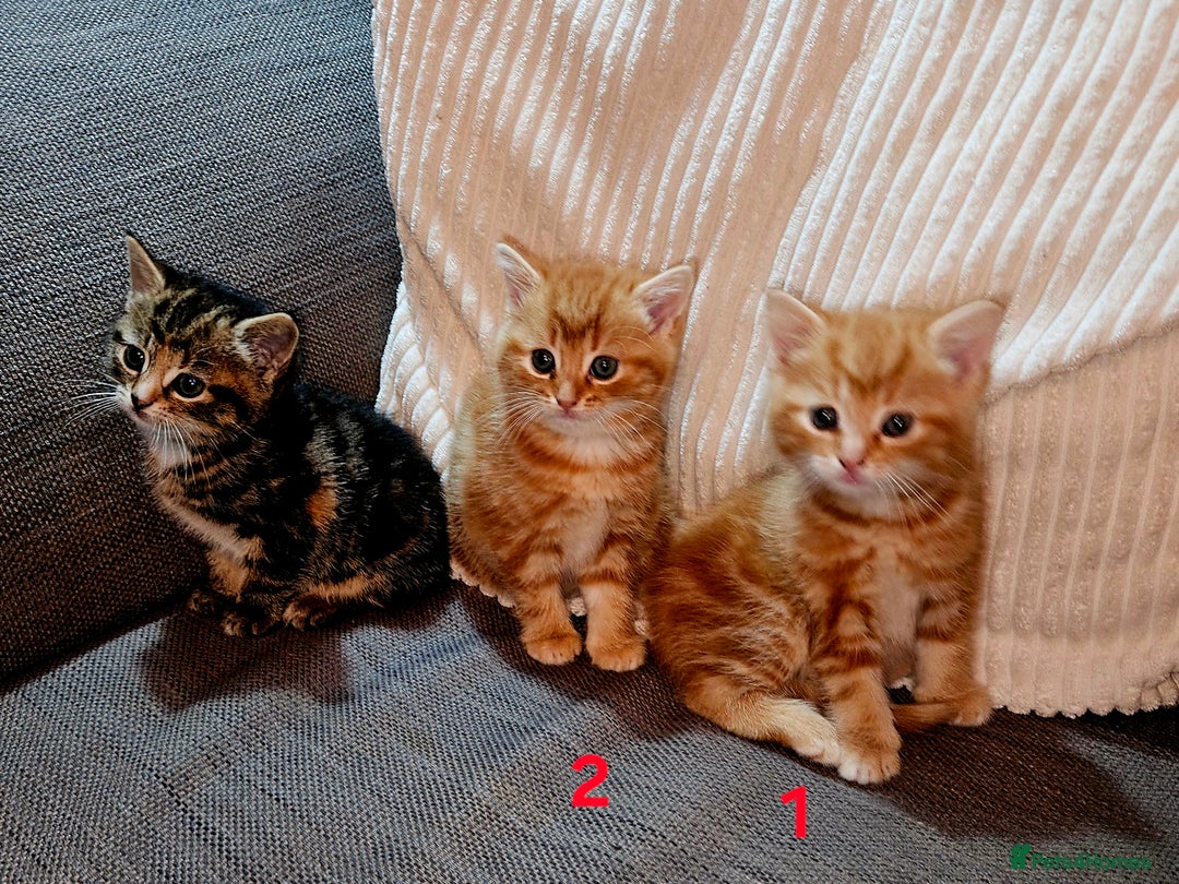 Mixed Breed cats for sale:  1 male, 1 female ginger kittens for sale.   - Advert 3