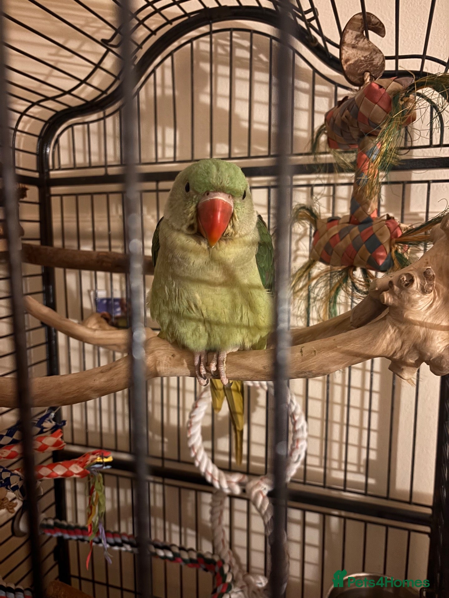 Parakeets birds Female alexandrine 3 month old  - Advert 2