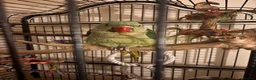 Parakeets birds for sale: Female alexandrine 3 month old  in Tonypandy - Advert 1