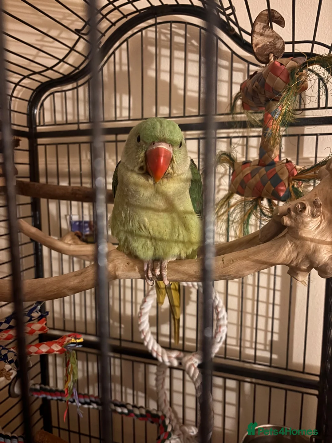 Parakeets birds for sale: Female alexandrine 3 month old  in Tonypandy - Advert 1