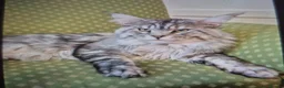 Maine Coon cats for sale: Lovely Maine Coon Kittens–5Available–Family Raised - Advert 15