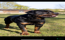 Rottweiler dogs for stud: Proven kc reg Health tested hip and elbow scored in Windsor - Image 9