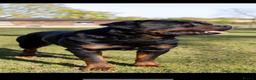 Rottweiler dogs for stud: Proven kc reg Health tested hip and elbow scored in Windsor - Advert 9