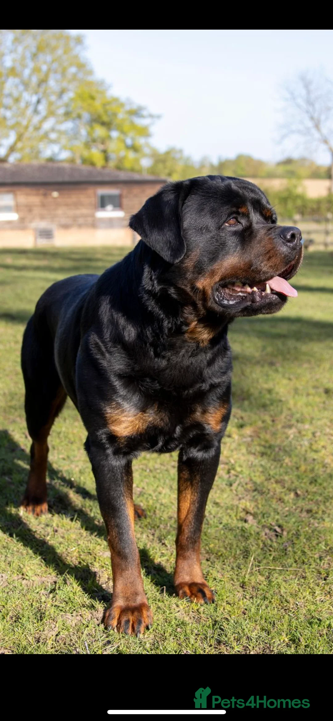 Rottweiler dogs for stud: Proven kc reg Health tested hip and elbow scored in Windsor - Advert 9
