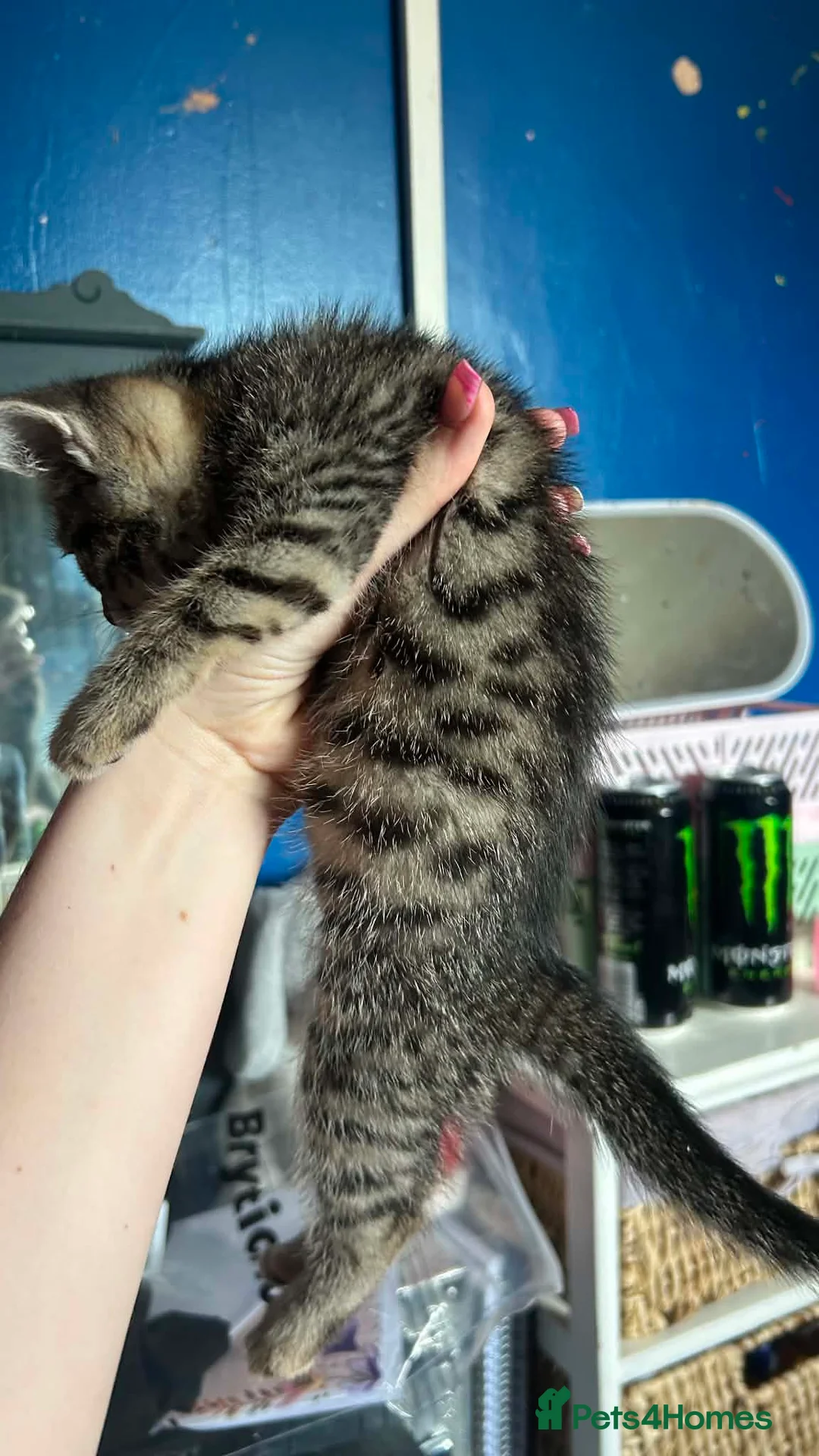 Mixed Breed cats for sale: Little girl - Advert 2