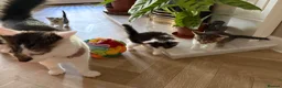 Mixed Breed cats for sale: Beautiful Kittens for sale in Reading - Advert 13