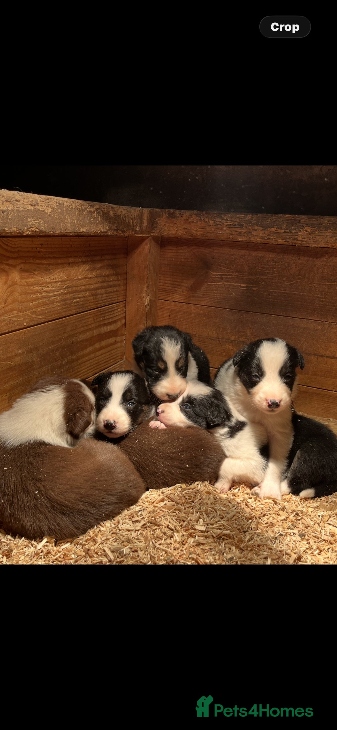 Border Collie dogs Border collie pups - Advert 1