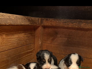 Border Collie dogs Border collie pups - Advert 1