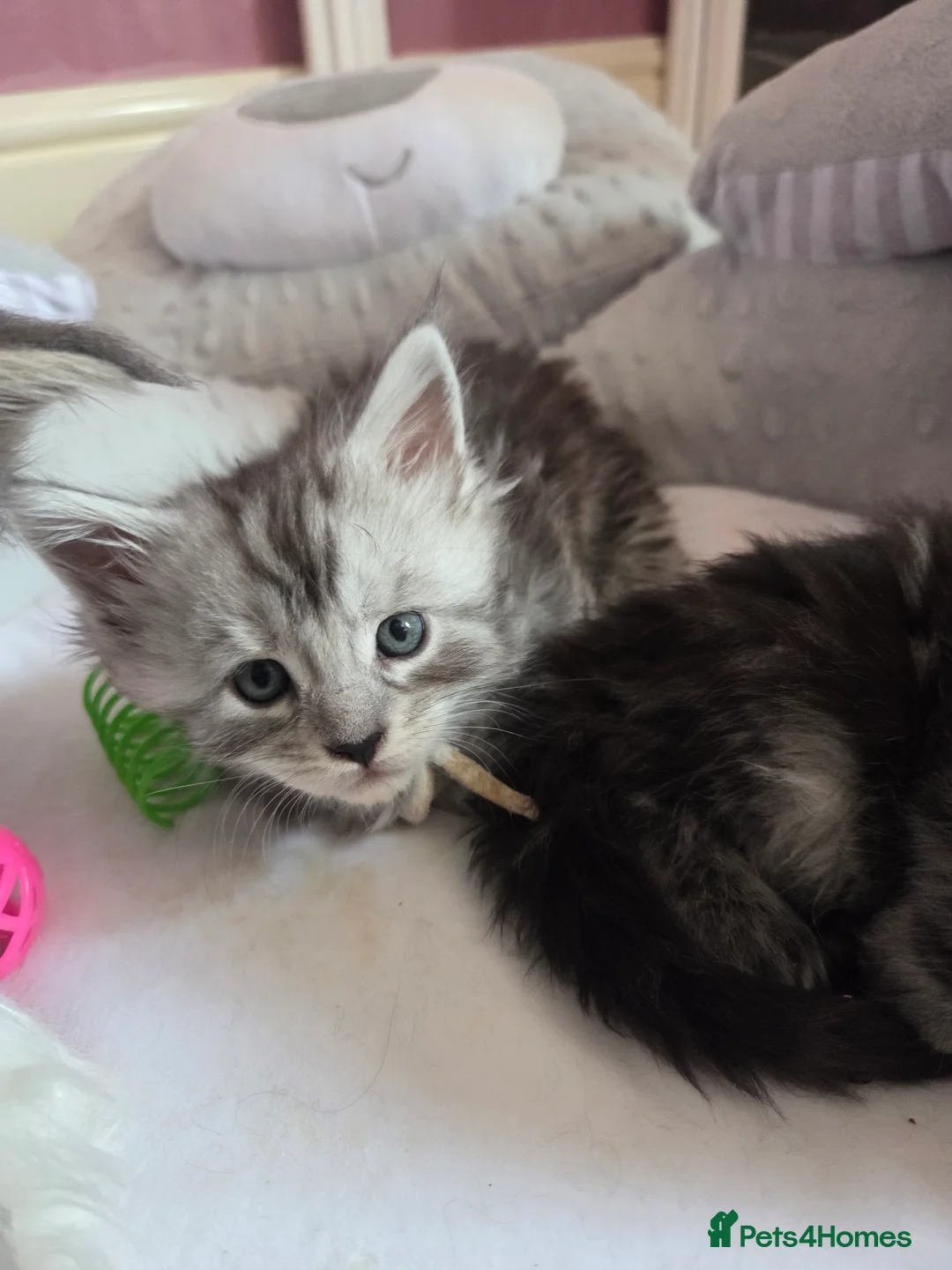 Maine Coon cats for sale: Mainecoon Kittens Tica Reg - Advert 2