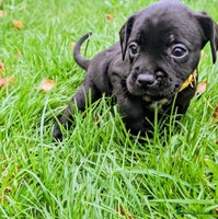 Mixed Breed dogs French bulldog x German short haired puppies - Advert 2