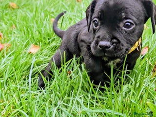 Mixed Breed dogs French bulldog x German short haired puppies - Advert 2